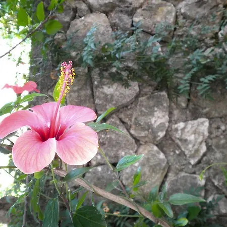 Kostas Ii Vasiliki