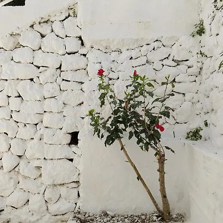 Kostas Ii 瓦西利基